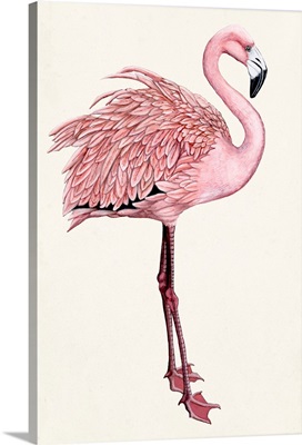 Striking Flamingo I