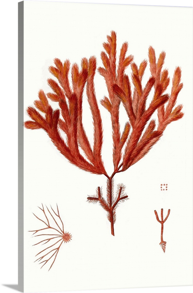 Striking Seaweed II