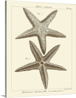 Striking Starfish I