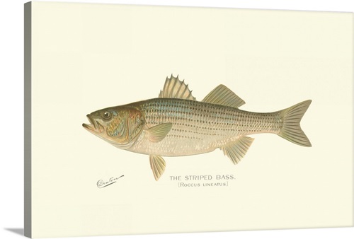 Striped Bass | Great Big Canvas