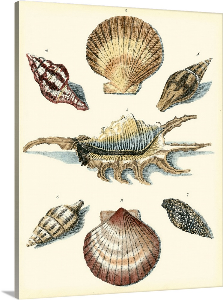 Contemporary vintage stylized scientific illustrations of shells of marine creatures.