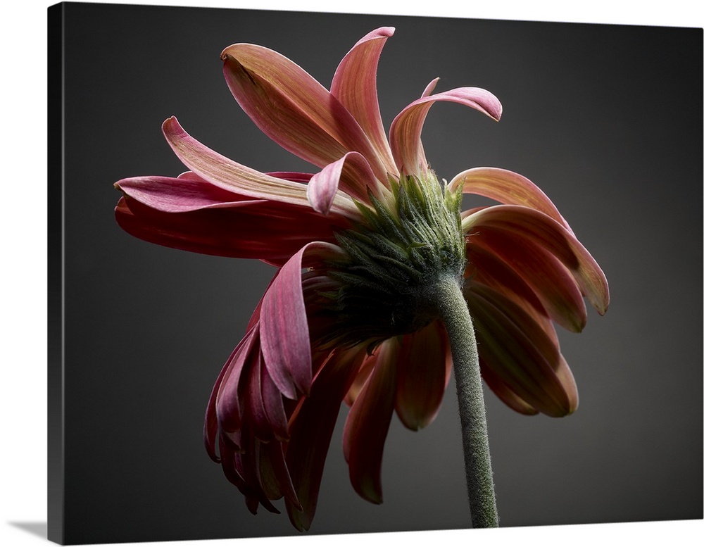 A series of fine art photographs featuring different flowers during the stages of degeneration.
