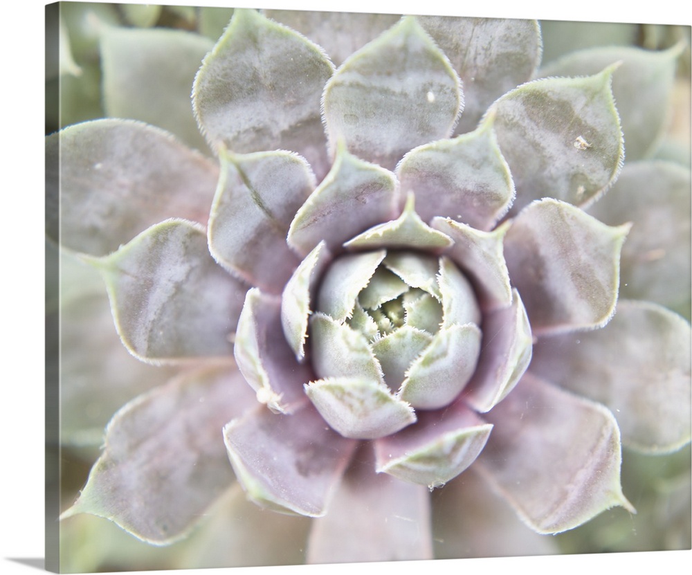 Close up photograph of a pink and green succulent.