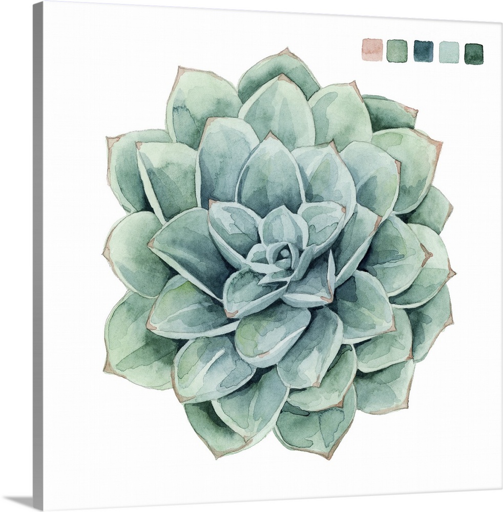 Artwork of a succulent plant with color samples in the top corner.