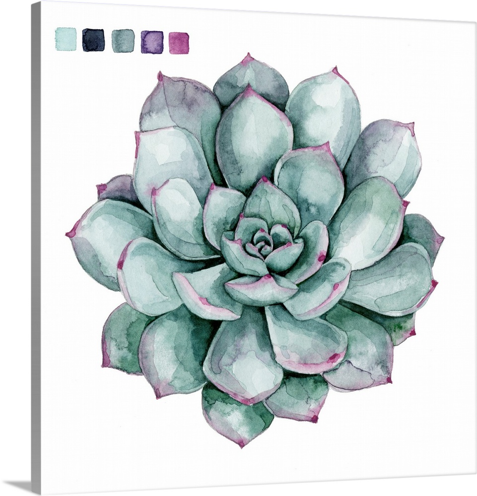 Artwork of a succulent plant with color swatches in the corner.