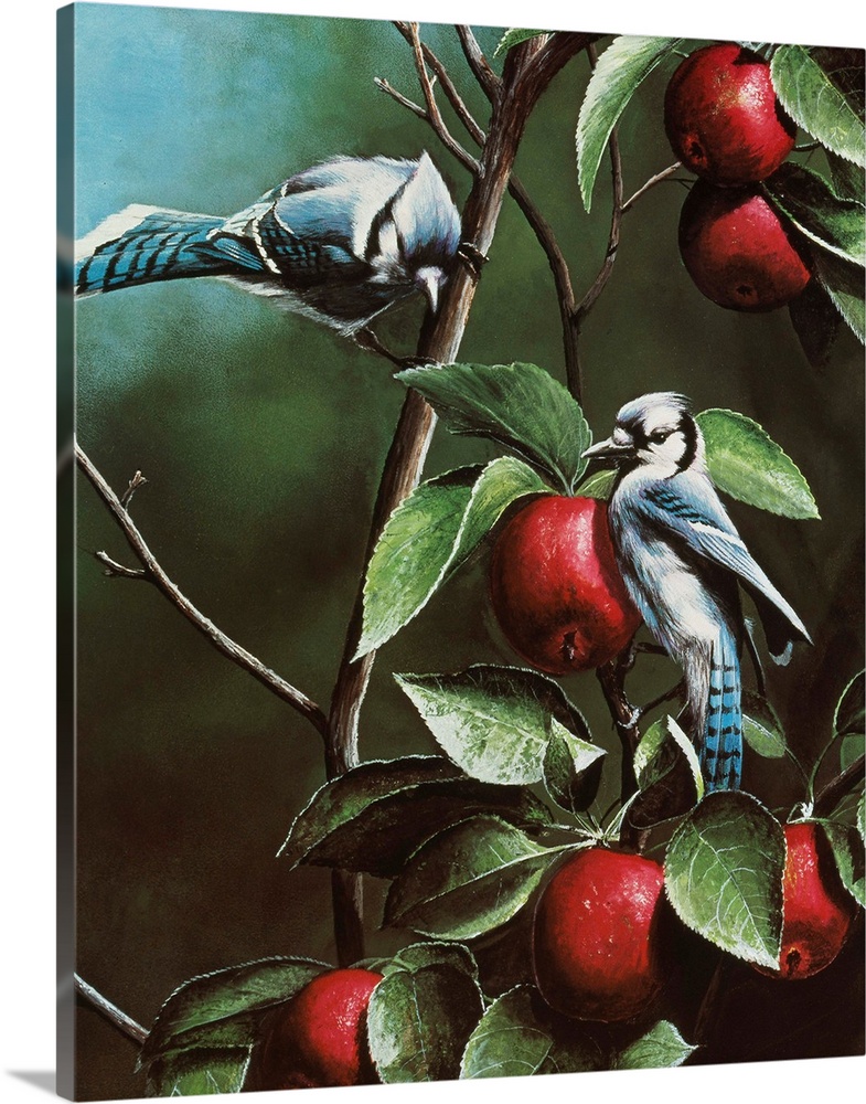 Summer Blue Jays Wall Art, Canvas Prints, Framed Prints, Wall Peels