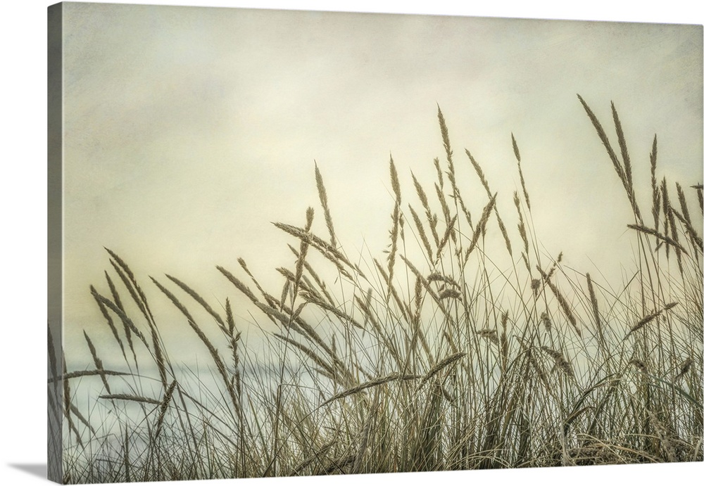 A dreamy fine art photograph of coastal grasses in front of a hazy sky, perfect for a calm bedroom or living room scene