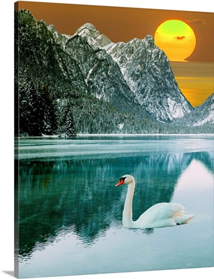 Swan At Dawn I