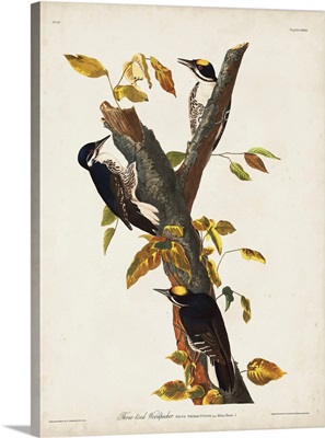 Three-Toed Woodpecker