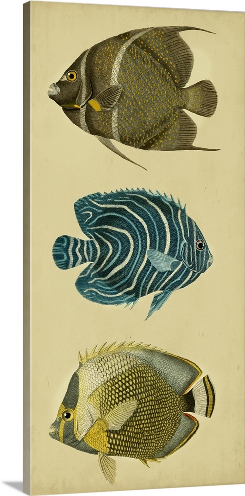 Trio of Tropical Fish III