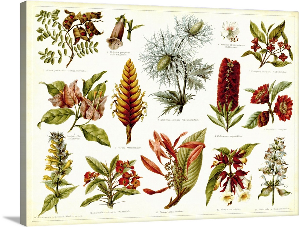 Various vintage stylized illustrations of tropical plants on a chart for recognition.