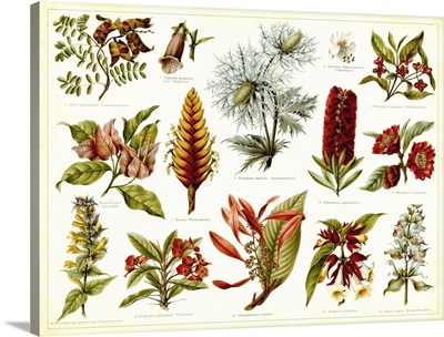 Tropical Botany Chart I