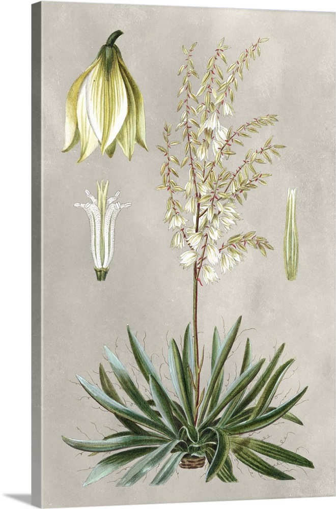 Illustrated tropical botanicals in shades of green, yellow, and cream on a gray background.