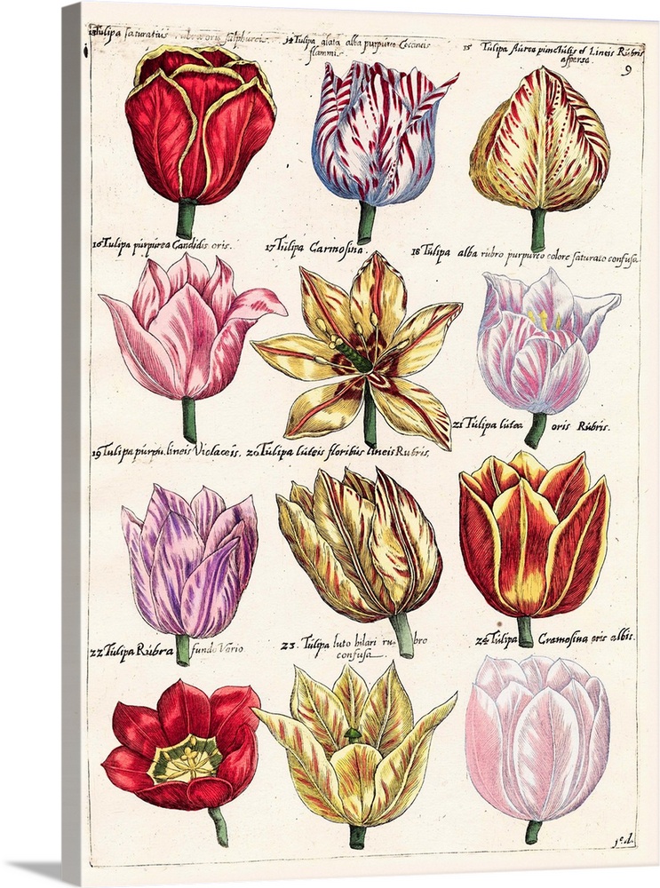 Tulips En Masse I