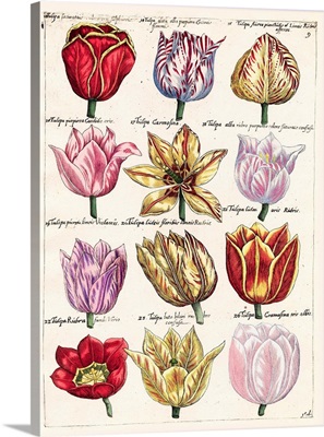 Tulips En Masse I