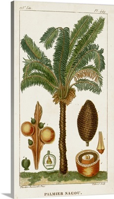 Turpin Exotic Palms VII