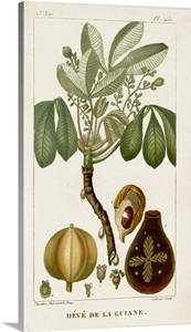 Turpin Exotic Palms VIII image thumbnail