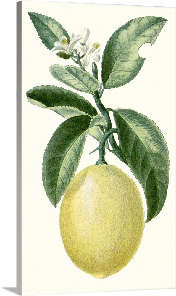 A decorative vintage illustration of a citrus plant.