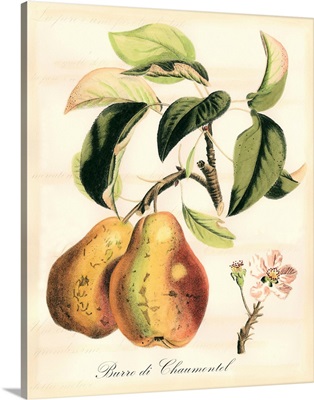 Tuscan Fruits IV