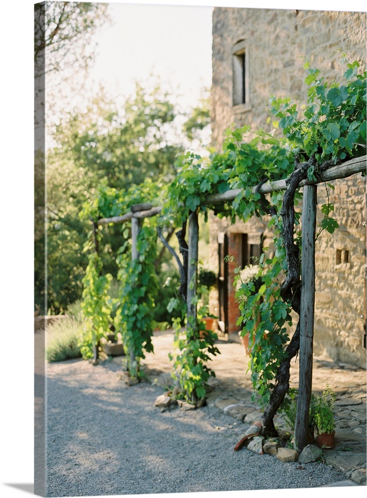 A photograph of grape vines growing on a wooden arbor outside of a Tuscan residence.