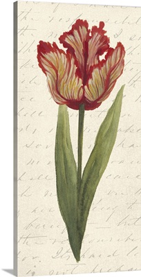 Twin Tulips II