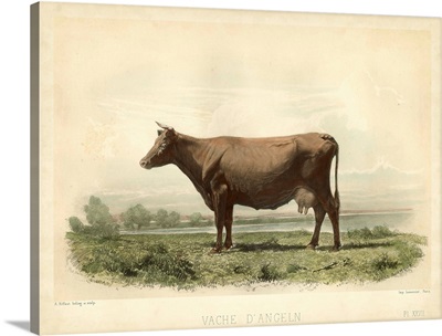 Vache D'Angeln