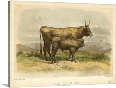 Vache De Salers