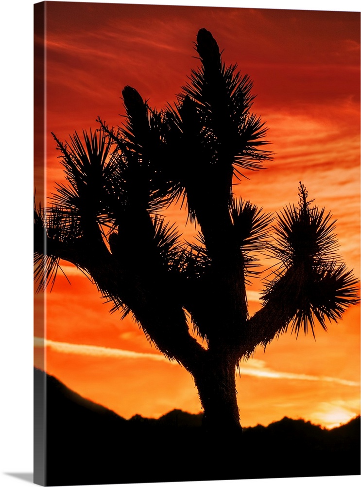 Photograph of a silhouetted joshua tree in the desert in California.