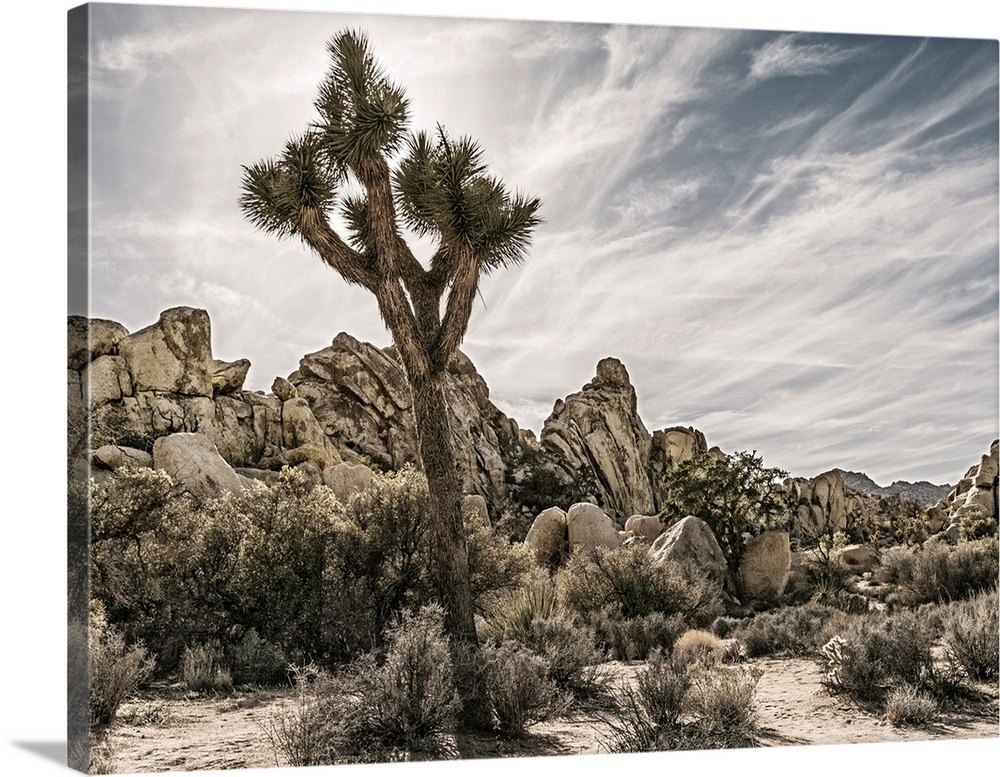 Muted photograph of the desert plants and Joshua trees in Joshua Tree National Park, California.