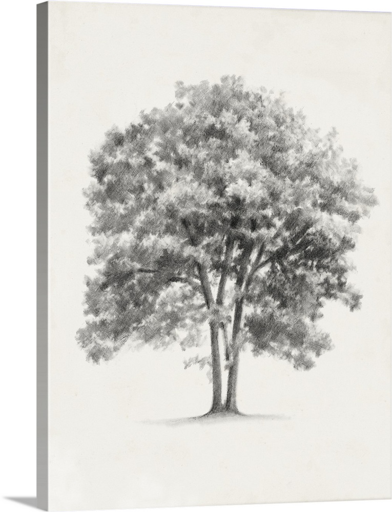 Pencil drawing of a tree on a parchment background.