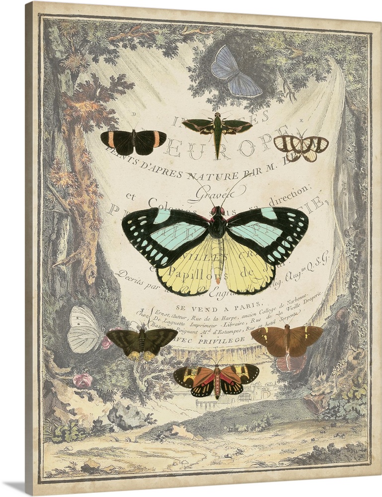 Vintage Butterfly Bookplate