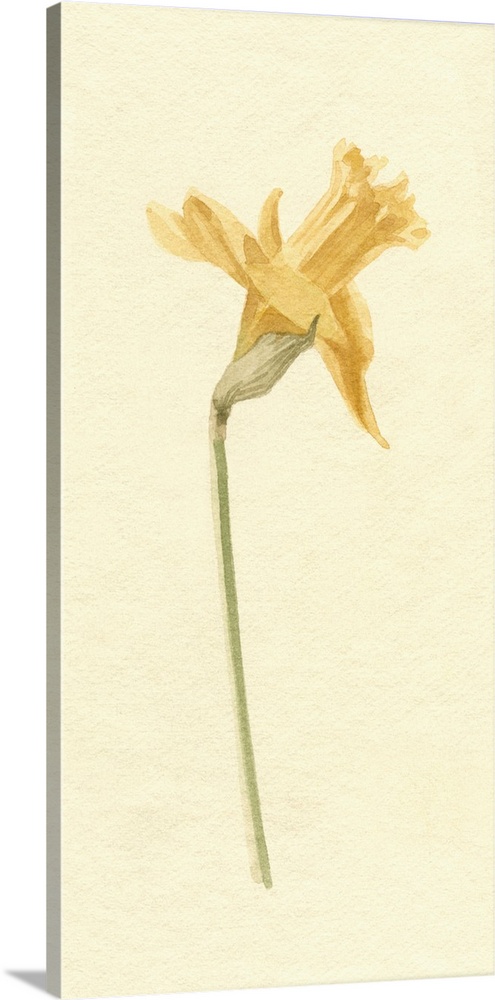 Vintage Daffodil II