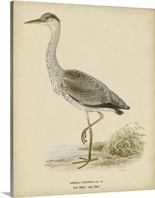 Vintage Heron II