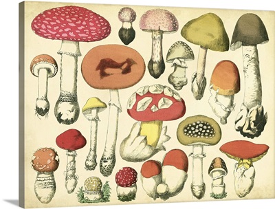 Vintage Mushroom Chart