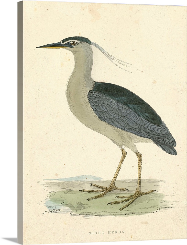 Vintage Night Heron