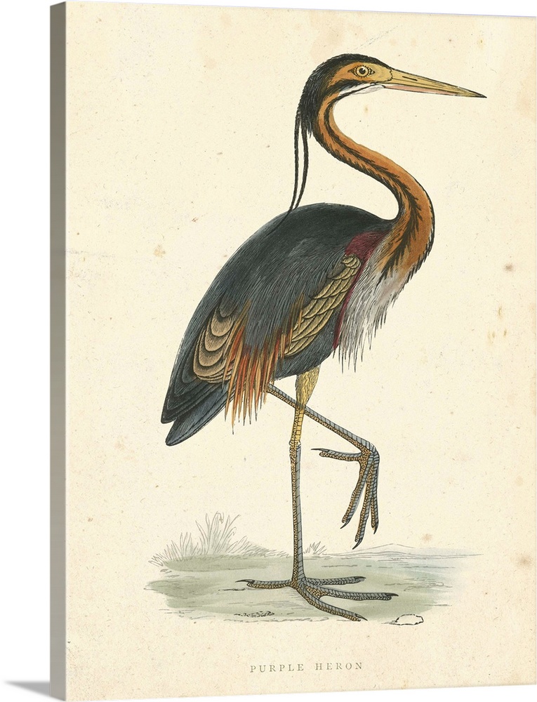 Vintage Purple Heron