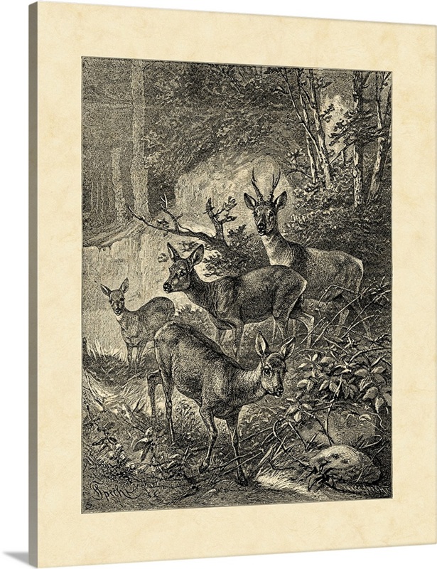 Vintage Roe Deer I | Great Big Canvas