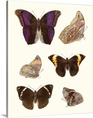 Violet Butterflies II