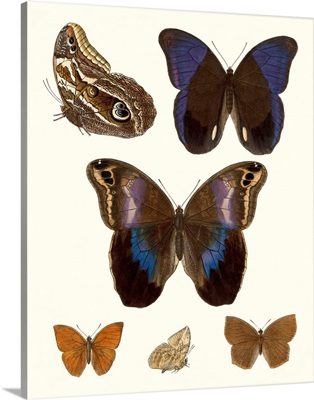 Violet Butterflies IV