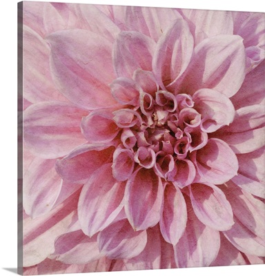 Wall Flower VII