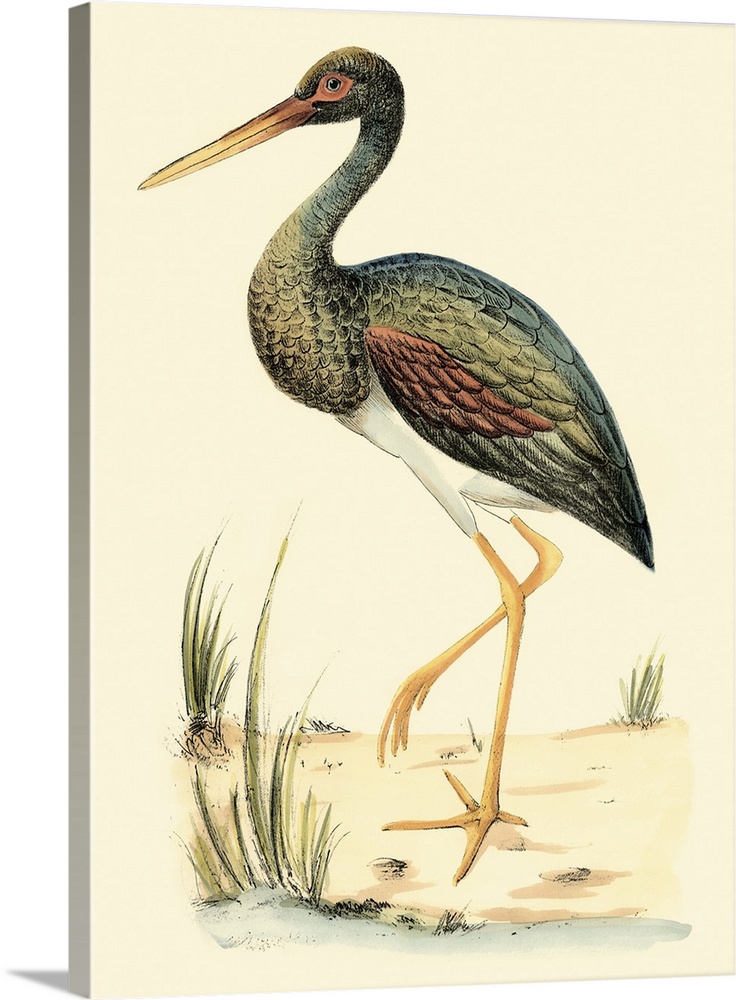 Vintage stylized illustration of a species of Ibis.