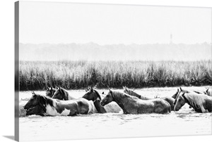 Water Horses III image thumbnail