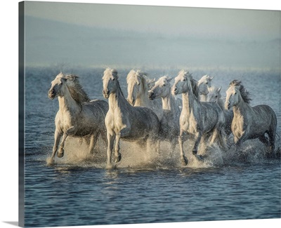 Water Horses VI