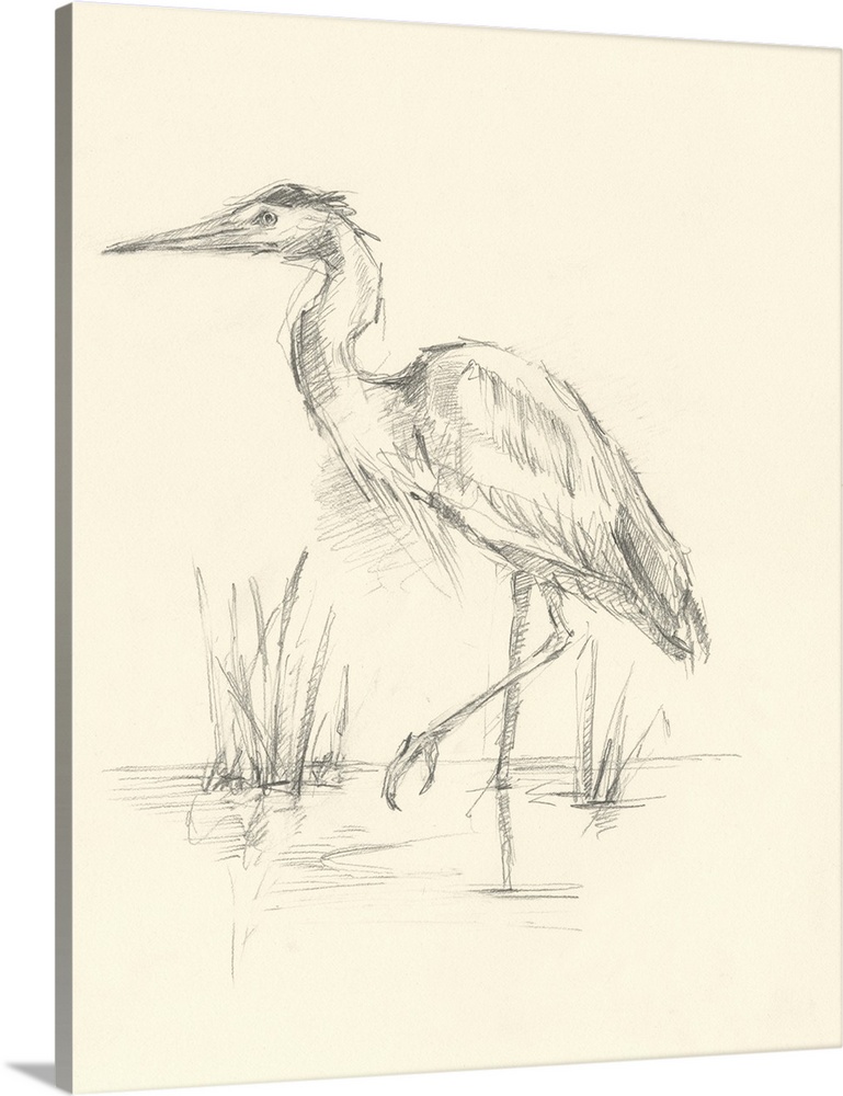 Waterbird Sketchbook Study II