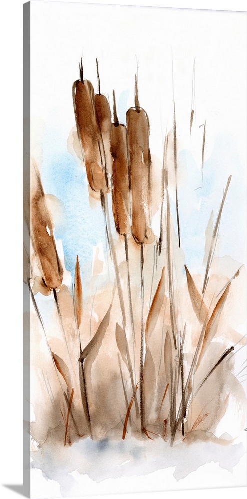 Watercolor Cattail Study I