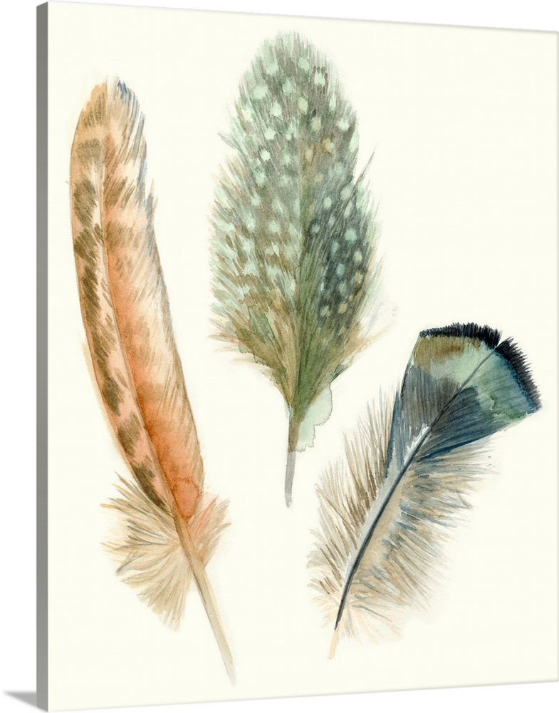 Contemporary watercolor feather illustrations.