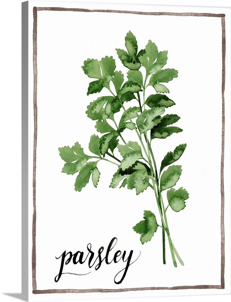 Watercolor painting of parsley leaves on a white background with a brown boarder and the word "parsley" written in black s...