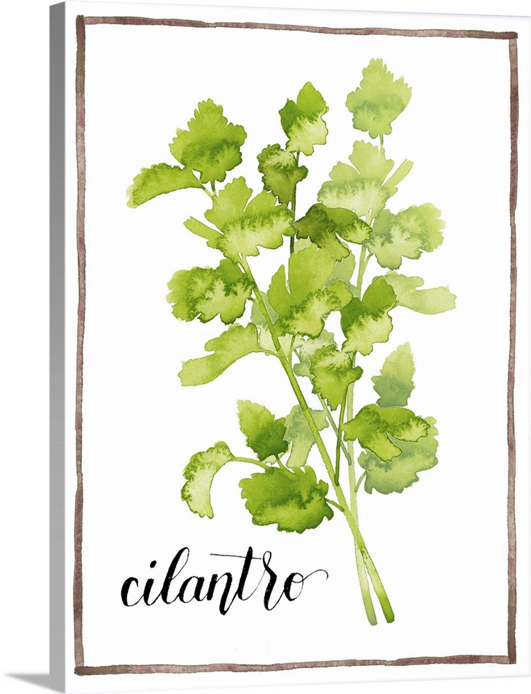 Watercolor painting of cilantro leaves on a white background with a brown boarder and the word "cilantro" written in black...
