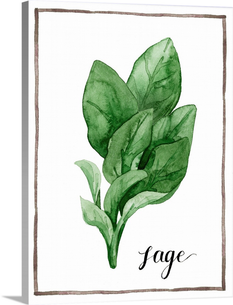 Watercolor painting of sage leaves on a white background with a brown boarder and the word "sage" written in black script ...
