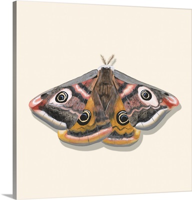 Watercolor Moths I
